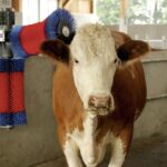Happycow_2